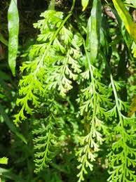 Image result for Asplenium theciferum