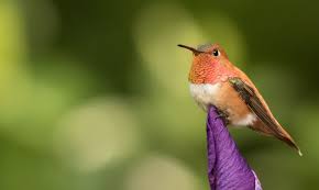 Portland Audubon Nature Store In 2020 Audubon Nature Set Up An Appointment