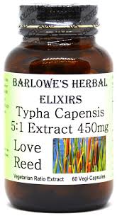 Image result for Typha capensis