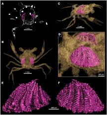 Image result for Arthropteris anniana