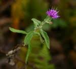 Image result for Gutenbergia cordifolia