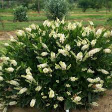 Clethra Alnifolia Hummingbird Summersweet Is An Eastern Native Shrub Useful Because It Takes Full Shade And Heavy Wet So Unusual Shade Plants Pinte