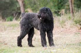 Proven producer of bouvier puppys with aptitude for agility, conformation, herding and tracking bred by responsible and reputable breeders. Hunderassen Hute Und Treibhunde Der Fci Gruppe 1 Bei Hunderassen De