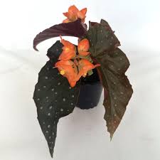 Image result for Begonia ampla
