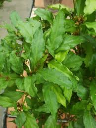 Image result for Mitriostigma