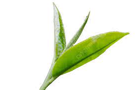 Чайные листья растут весной PNG , чай, рост, растение PNG рисунок для  бесплатной загрузки