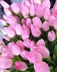 Image In Ireallylovepink Collection By Nay On We Heart It Tulips Flowers Beautiful Flowers Pretty Flowers