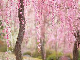 Download wallpaper cherry blossom desktop gambar bunga sakura terindah dan tercantik wallpaper bunga sakura jepang foto bunga bunga sakura sedang mekar bunga. Inilah 24 Foto Bunga Sakura Terbaik Tahun Ini Menakjubkan Berita Jepang Japanesestation Com