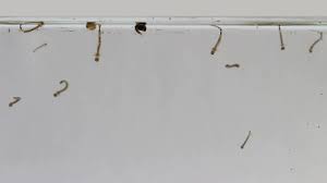 Mosquitoes lay their eggs in standing, stagnant water. Mosquito Larvae Youtube