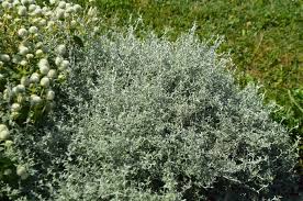 Image result for Helichrysum polioides