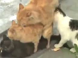 I sure others will have different opinions, but i can only speak based on my own experience. Female Cat Mating Beaten Three Male Cat At Once Youtube