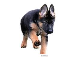 The place you are getting a puppy from is one of the major factors that affect the price of a puppy. Barks In German Shepherd Price In India In Major Indian Cities