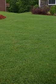 It's also a good idea to only germinate a few of your seeds at a time, especially if you're a beginner. Overseeding Sodded Bermuda With Yukon