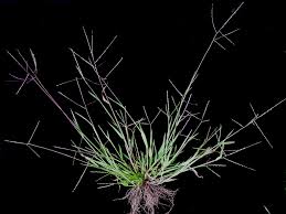 Image result for Digitaria acuminatissima