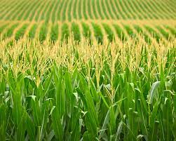 TIPS PEMUPUKAN TANAMAN JAGUNG HIBRIDA