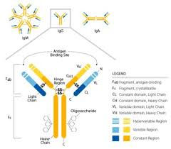 Image result for Humoral Immunodeficiency
