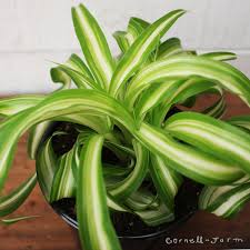 Image result for Chlorophytum nyasae