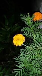 Pokok bunga tahi ayam atau juga dikenali sebagai bunga pagar mempunyai nama saintifik lantana camara. Bunga Tahi Ayam Bunga Ayam Alam