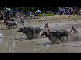 Jun 16, 2021 · what's the top speed a bison can run? How Fast Can A Water Buffalo Run