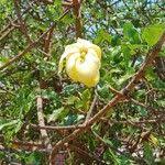 Image result for Gardenia ternifolia