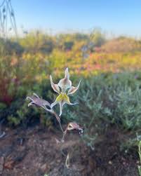 Image result for Gladiolus permeabilis