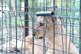 Un om, care se afla în apropierea parcului, a fost mâncat de viu de un tigru alb. Tina Noul Exemplar De Leu De La Zoo Craiova Gazeta De Sud