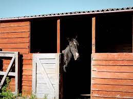 Advantages And Disadvantages Of Horse Stables And Sheds