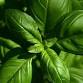 Culinary Herbs - How to plant, grow and harvest  event image