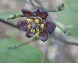 Image result for Blue Cohosh