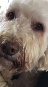 Me And Other Animals Sam The Labradoodle Via R Aww Goruntuler Ile Kopek