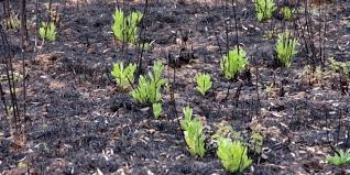 Segundo informação avançada na página oficial da proteção civil, o alerta foi dado às 21h52. Agricultores Ja Podem Reportar Prejuizos Do Incendio Em Odemira E Monchique Descarregue Aqui A Ficha De Ocorrencia Agricultura E Mar Actual