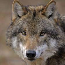 Find the perfect wolf picture from over 2,000 of the best wolf images. Wolf In Waldkappel Andreas Brandau Aus Schemmern Gelingen Filmaufnahmen Waldkappel