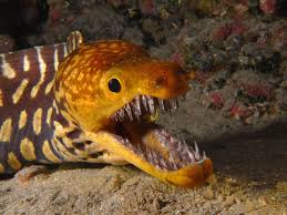 Http Upload Wikimedia Org Wikipedia Commons F Fb Fangtooth Moray Jpg Fangtooth Moray Enchelycore Anatina Ocean Creatures Deep Sea Creatures Creepy Animals