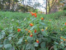 Image result for Impatiens zombensis