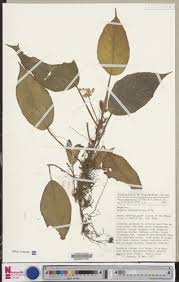 Image result for Begonia longipetiolata
