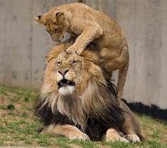 National Zoo S Lions Celebrate Spring S Arrival Lions Animals Beautiful Beautiful Cats