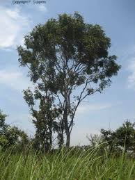 Image result for Erythrophleum