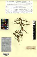 Image result for Asplenium blastophorum