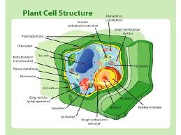Check spelling or type a new query. The Plant Cell Robert Hooke First Saw Cells
