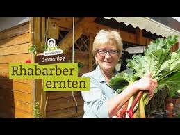 Rhabarber Ernten Mulchen Mit Rhabarber Blattern Youtube In 2020 Mulchen Gartentipps Rhabarber