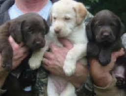 English chocolate lab puppies for sale in pa. Klondike Labradors Labrador Retrievers In Pennsylvania Klondike Labradors Of Pennsylvania
