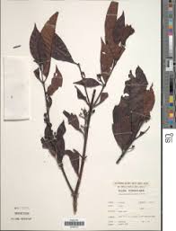 Image result for Aidia micrantha