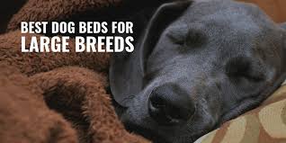 Looking for the best large dog beds in 2021, then we have a solution for you. 15 Best Dog Beds For Large Breeds Orthopedic Breathable Faqs