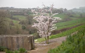 Image result for Prunus