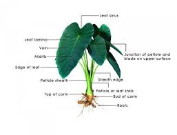 Although a popular name for this succulent is miniature jade, it is not related to crassula ovata. Elephant Ear Plant How To Care For Colocasia Esculenta