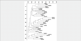 Image result for Thonningia sanguinea