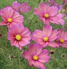 About Cosmos Canada S Local Gardener Magazine