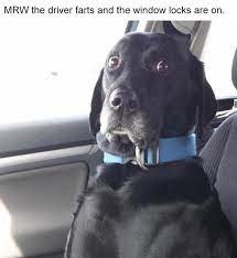 Bad Driver Bad Memes