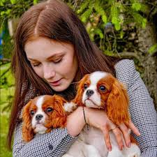 Cavalier King Charles Spaniel in the Baltic States