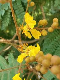 Image result for Peltophorum pterocarpum